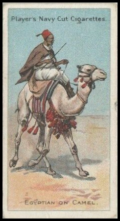 42 Egyptian Camel